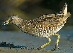 Spotted Crake