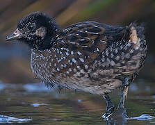 Spotted Crake