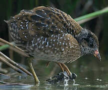 Spotted Crake