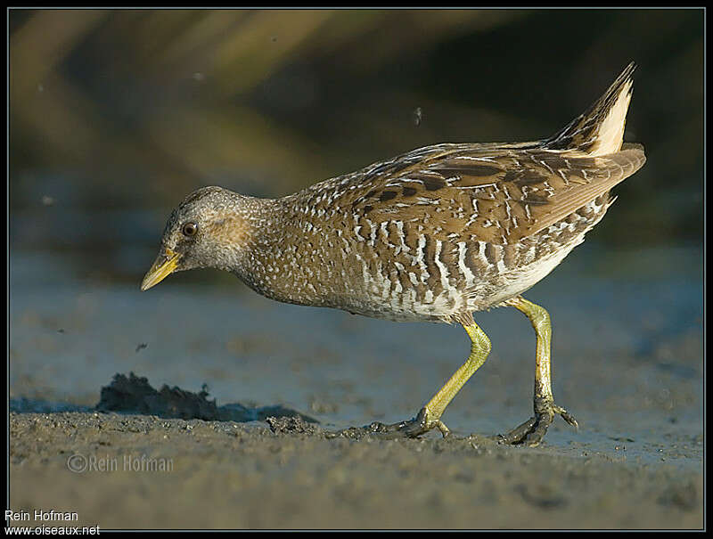 Spotted Crake female juvenile, identification