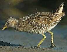 Spotted Crake