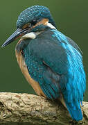 Common Kingfisher