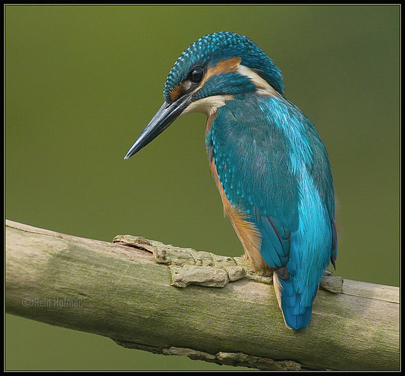 Common Kingfisher