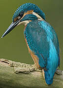 Common Kingfisher