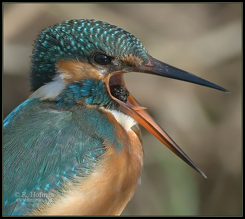 Common Kingfisher female adult