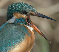 Common Kingfisher