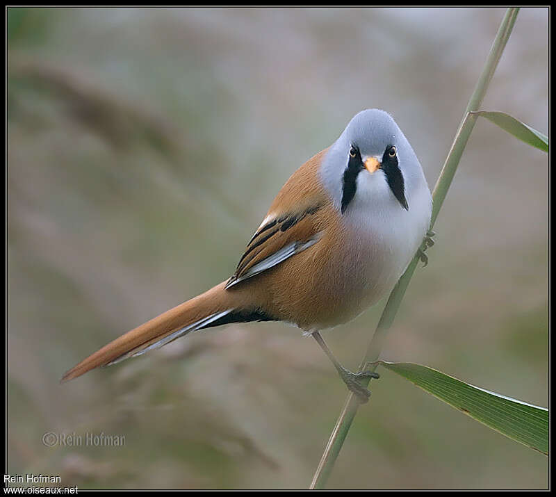 Bearded Reedling male adult, close-up portrait