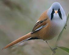 Bearded Reedling