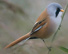 Bearded Reedling