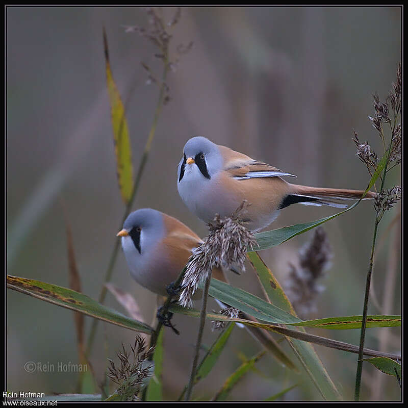 Bearded Reedling male adult, aspect