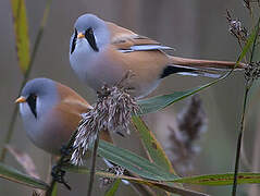 Bearded Reedling