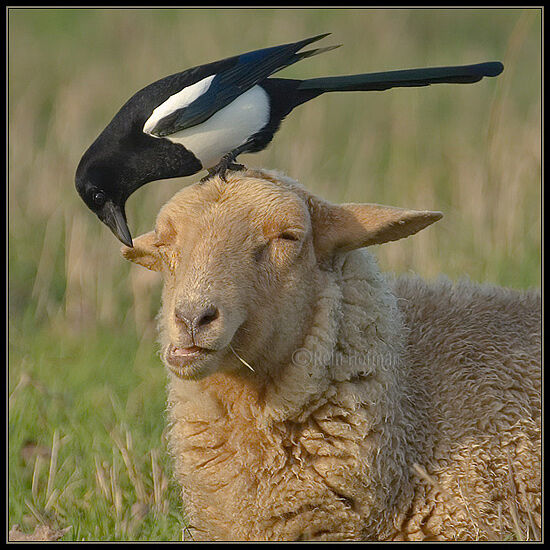 Eurasian Magpie