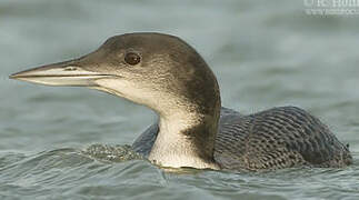 Common Loon