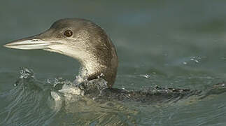 Common Loon