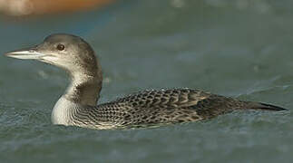 Common Loon