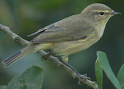 Common Chiffchaff