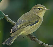 Common Chiffchaff