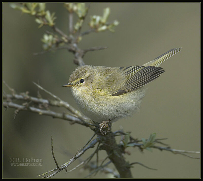 Common Chiffchaff male