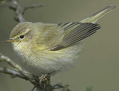 Common Chiffchaff