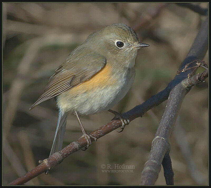 Robin à flancs roux mâle 1ère année