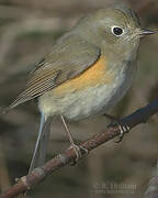 Red-flanked Bluetail