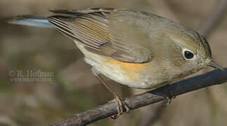 Red-flanked Bluetail