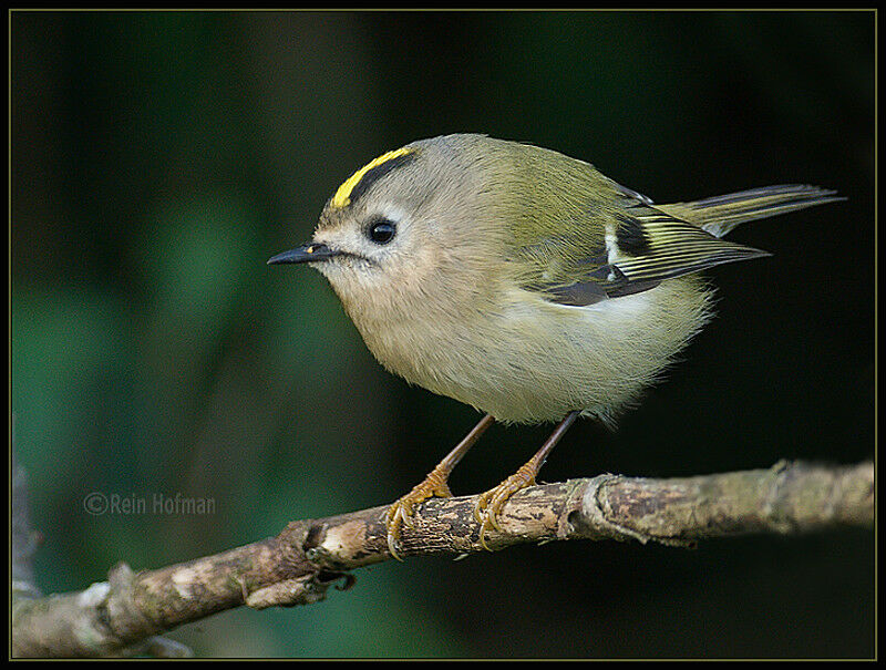 Goldcrest