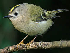 Goldcrest