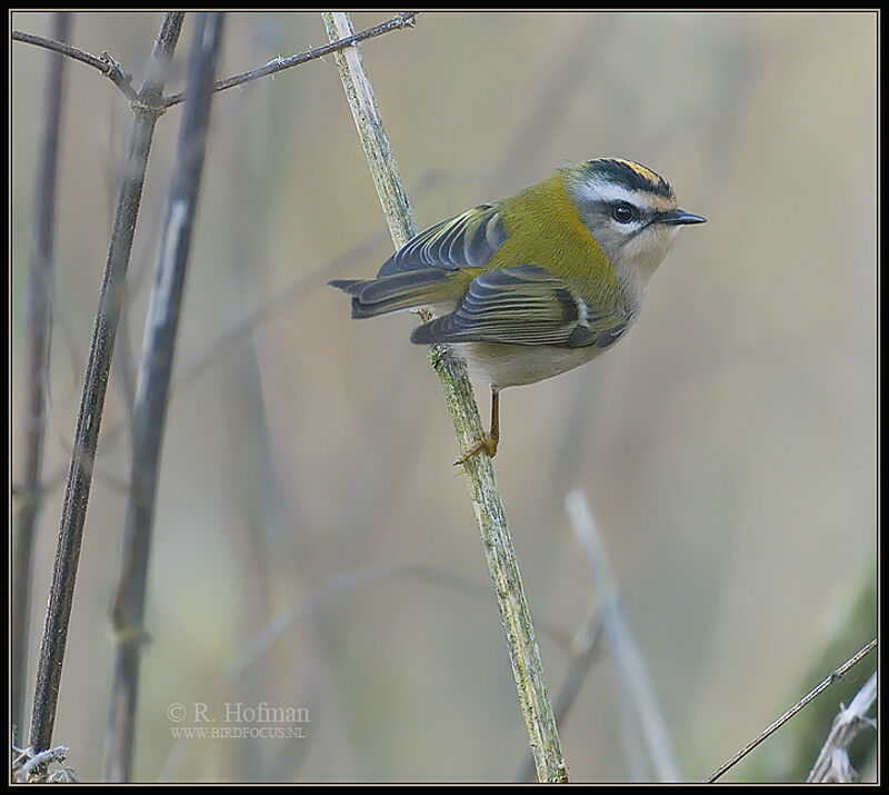 Common Firecrest