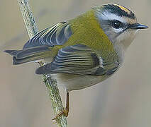 Common Firecrest