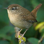 Eurasian Wren