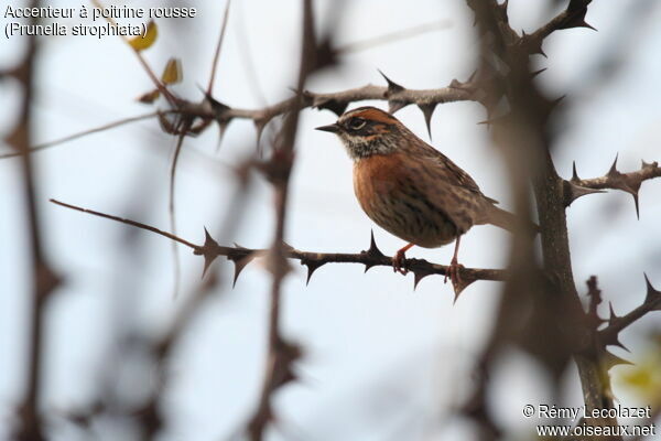 Rufous-breasted Accentor