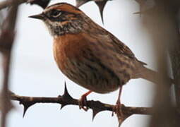 Rufous-breasted Accentor