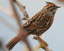 Rufous-breasted Accentor