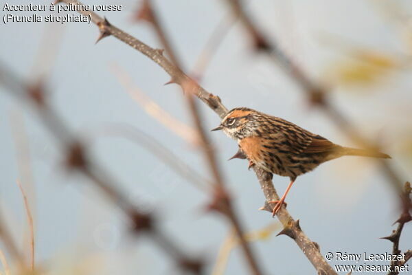 Rufous-breasted Accentor