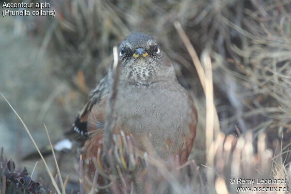 Alpine Accentor