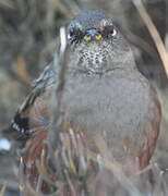 Alpine Accentor