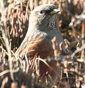 Alpine Accentor