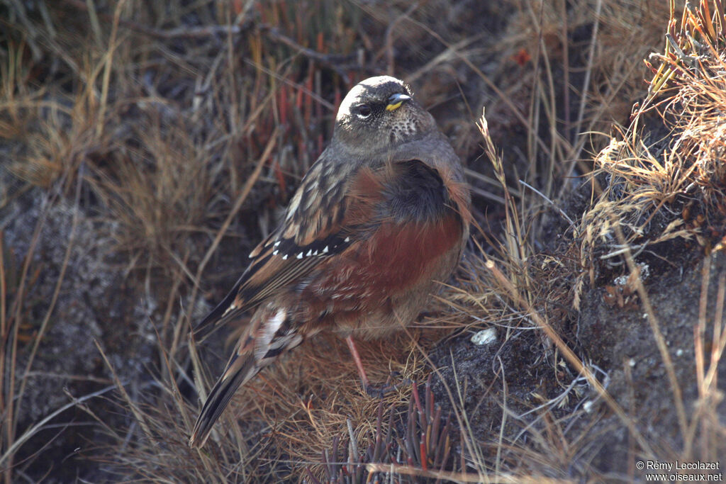 Alpine Accentor