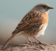 Robin Accentor