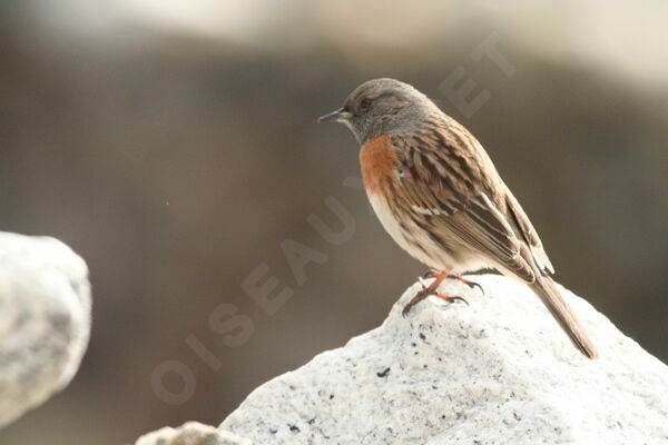 Robin Accentor