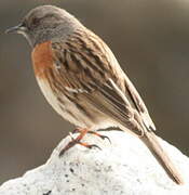 Robin Accentor