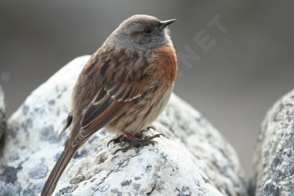 Robin Accentor