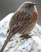 Robin Accentor