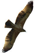 Bonelli's Eagle