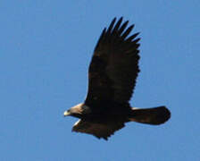 Golden Eagle