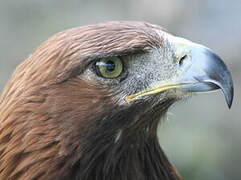 Golden Eagle