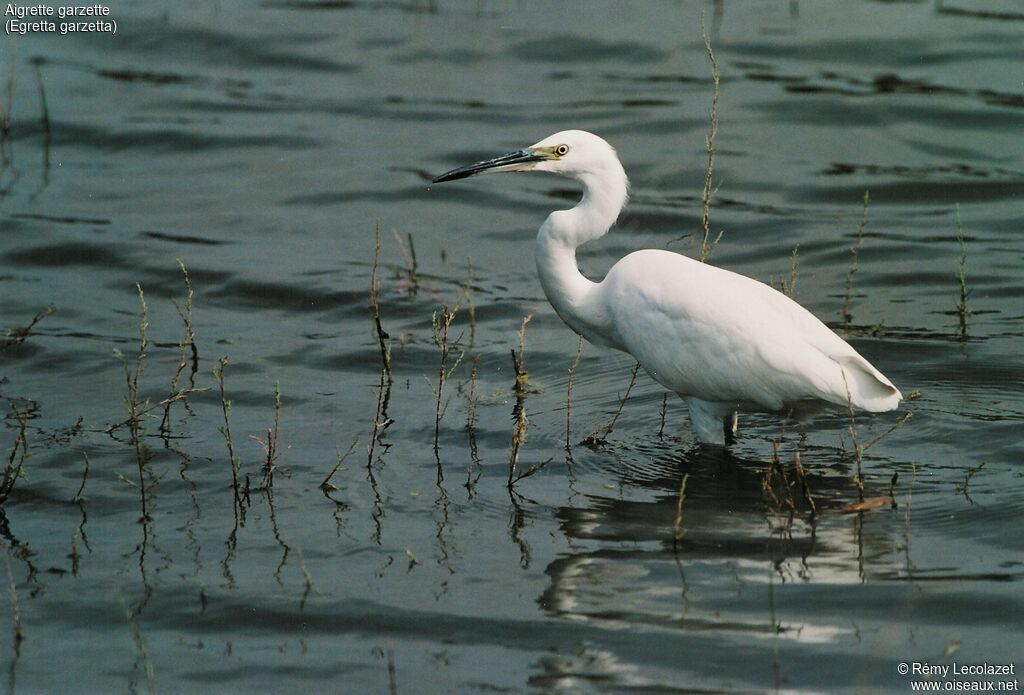 Aigrette garzette