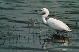 Aigrette garzette