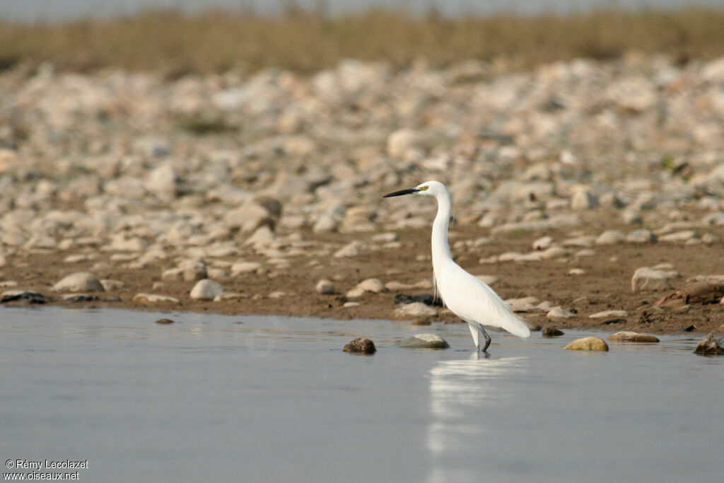 Little Egret